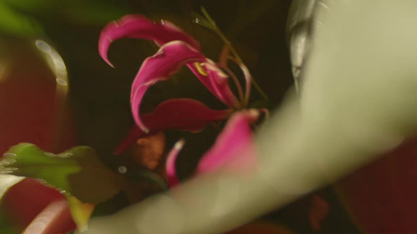 A view of a plant with pink flowers on it