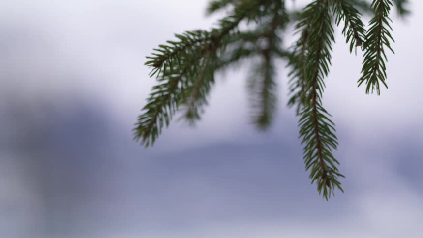 A pine tree branch with needles