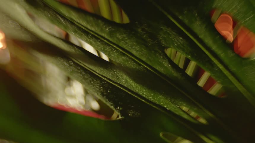 A green fenestrated plant leaf