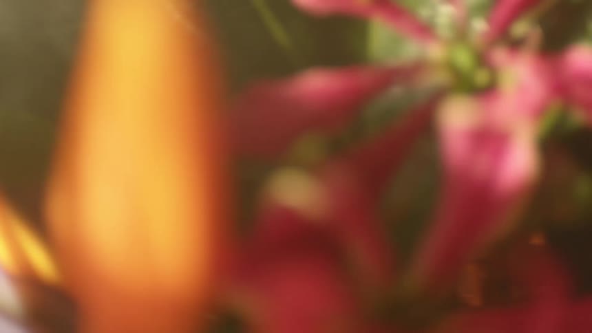 Extreme close up of red tropical flowers and big green leafs brushing the camera