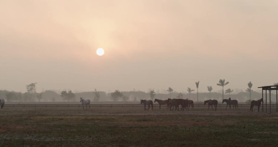 Horses are walking on a ranch at dusk