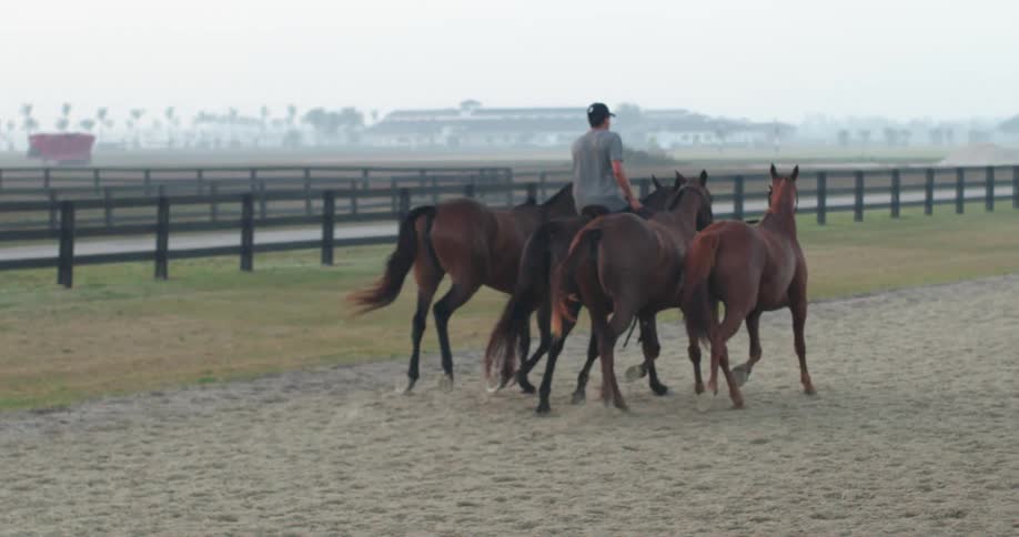A man rides one horse while three others are tethered and running alongside of him