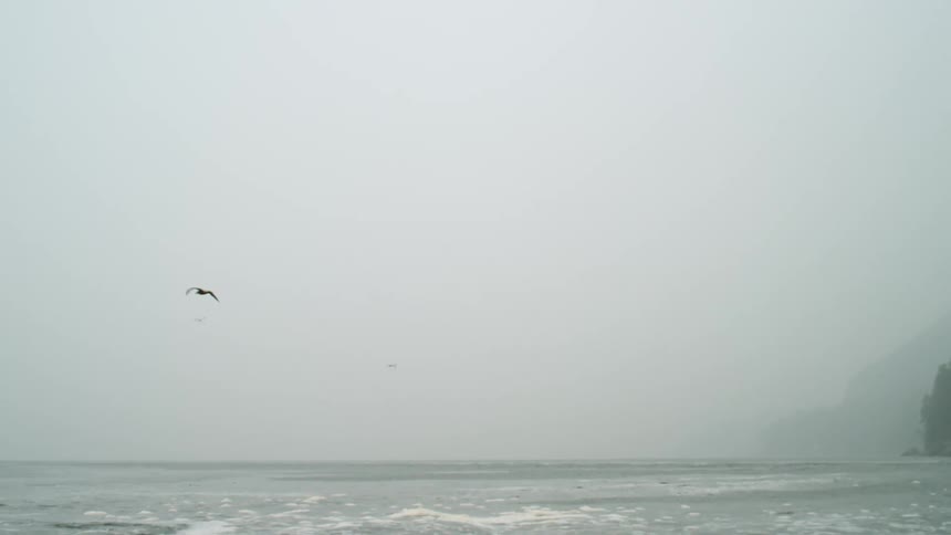Seagulls fly over the ocean near a ferry boat and tree covered slope