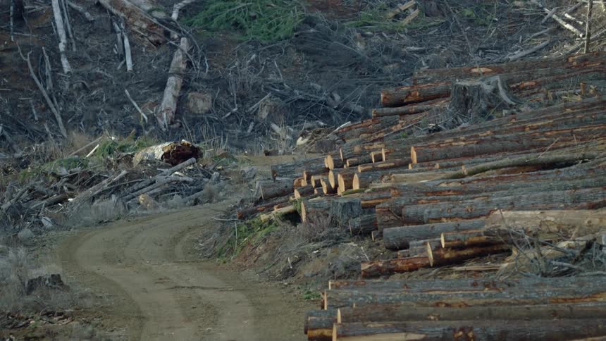 Zoom out reveal of a recently cut forest cut and logged trees stacked next to a small winding dirt road in the afternoon