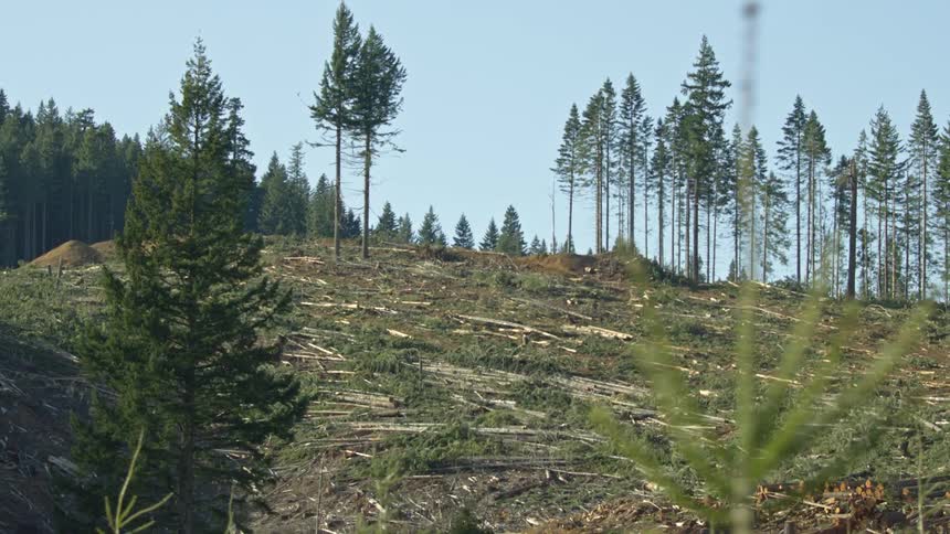 The stabilized camera passes by small trees in the foreground with a massive clear cut logging operation in the background