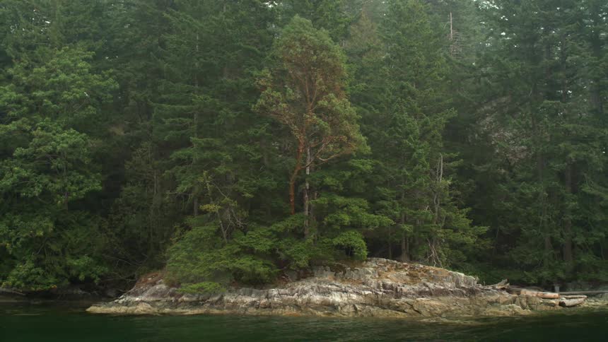 A forest of trees is surrounding a river