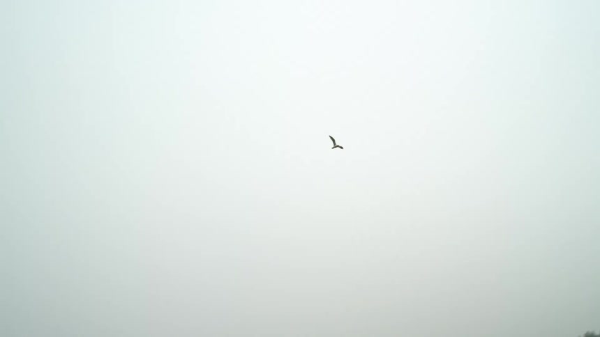 Birds flying over forest under a hazy sky