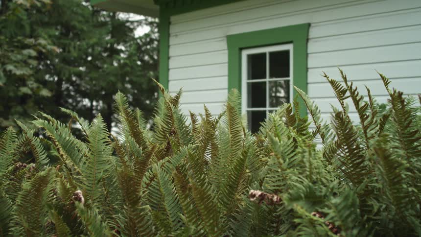 Ferns gently moving on the breeze in front of a house at daytime