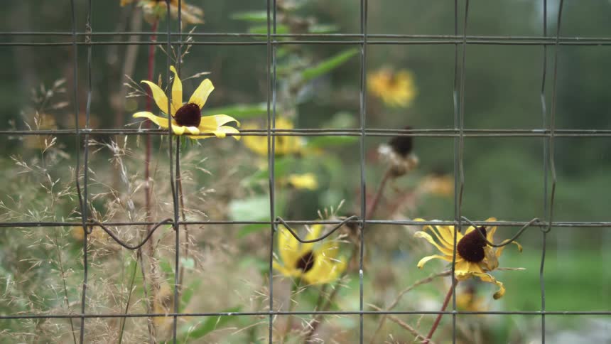Yellow flowers and lush green behind a wire fence