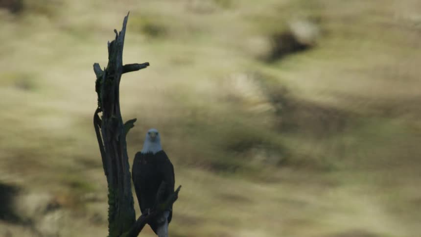 A bald eagle perching on a tree with a landscape with grass in the background