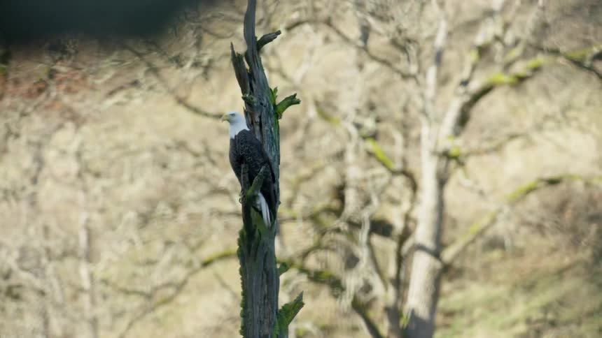 A bird is on a branch in spring during the day