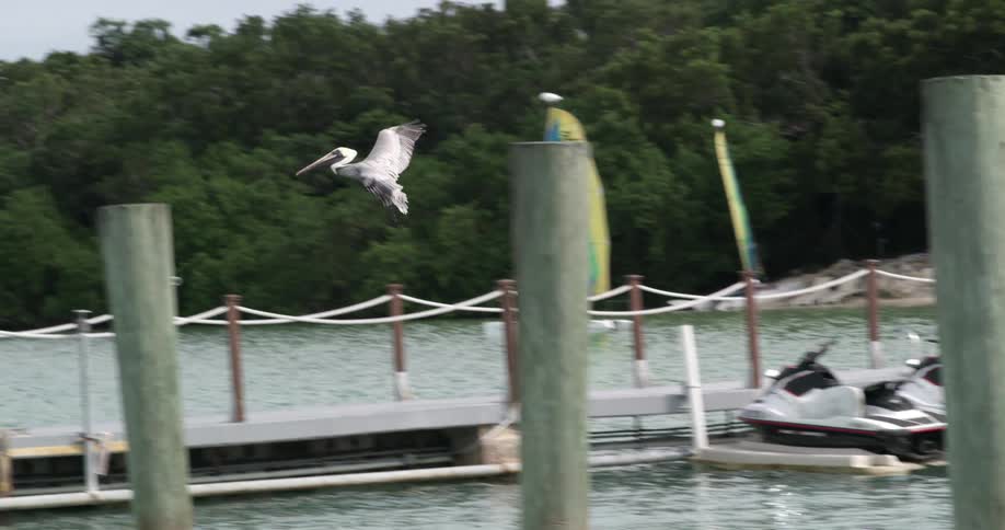 Pelican flying over the water on a marina in a tropical coast lands on a wooden pole