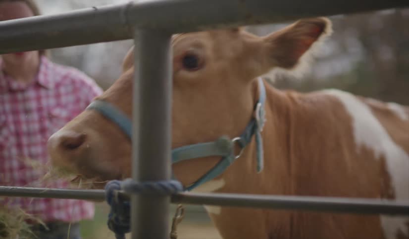 Girl feeding hay to a cow tied inside a corral