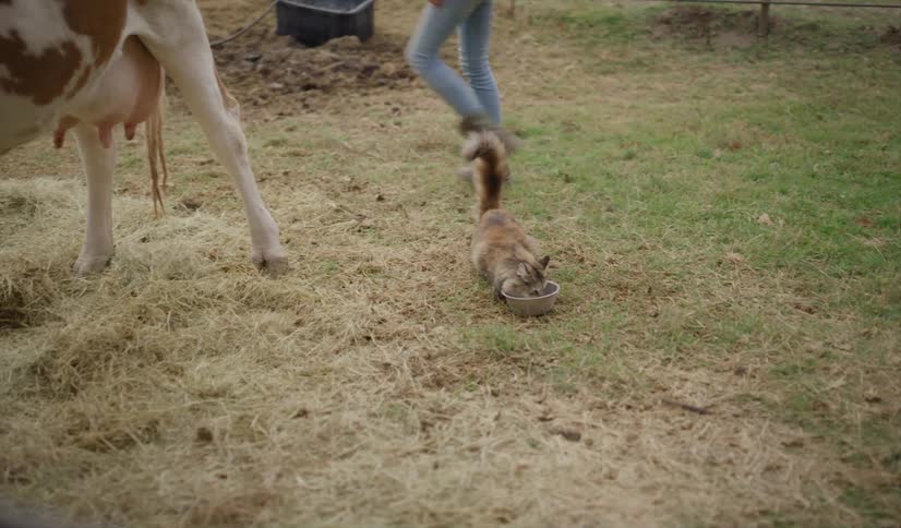 Teenage girl feeding a kitten near a cow in the corral of a farm