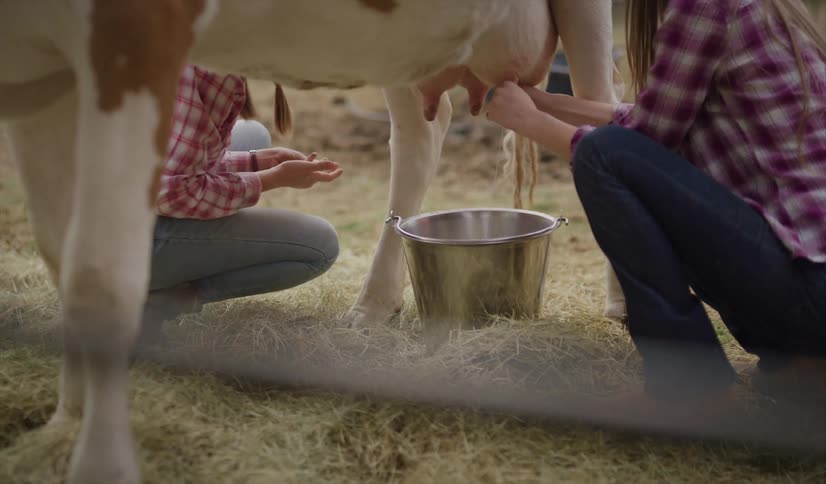 Female milking a cow in a corral on a farm