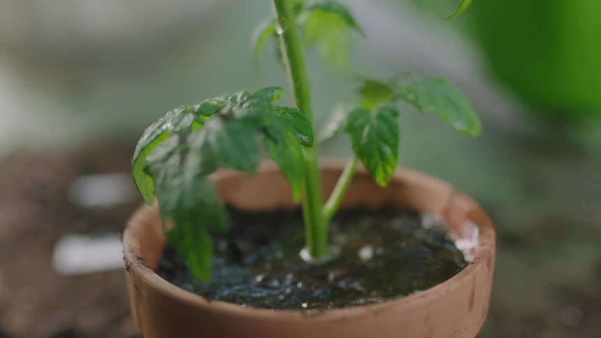 Watering a potted plant with a plastic watering can