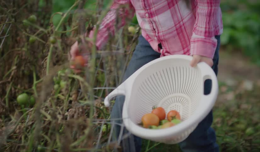 A girl with glasses picking tomatoes in a garden with trees the sky and clouds in the background