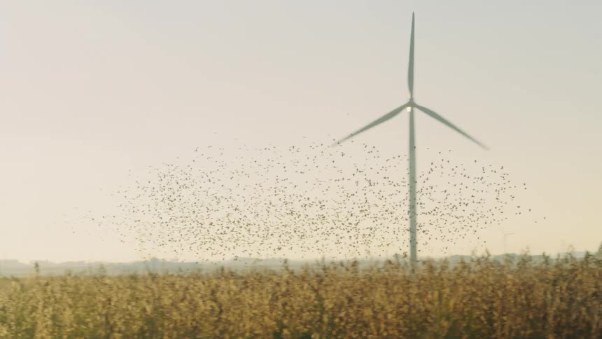 Birds fly past a wind turbine in a field