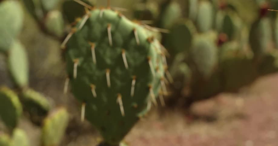 Pushing through prickly pear cactus deep in the wilderness of the American Southwest near the Grand Canyon of the Colorado River