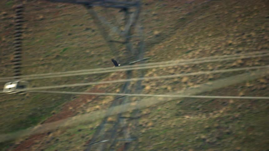 Aerial of a bald eagle flying next to high tension high energy electrical transmission lines as man meets nature in our complex world