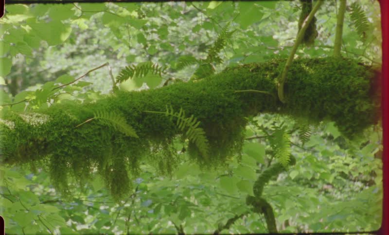 Footage of trees on film is displayed in spring