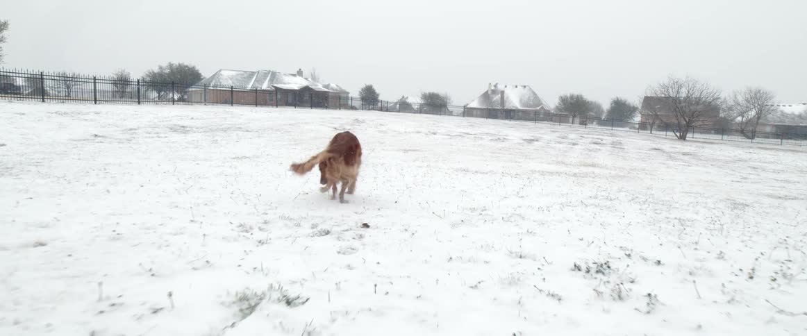A dog runs in a field of snow next to a neighborhood