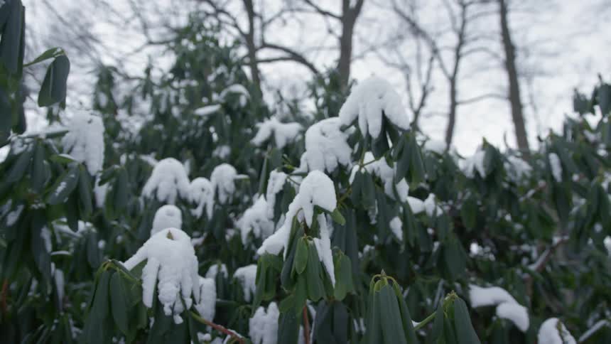 Snow covered plants and bare trees in the background