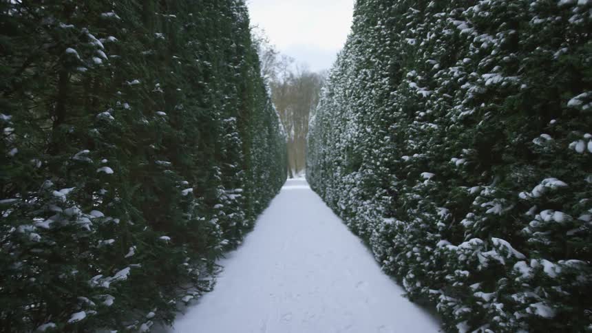 Walking on a snow covered pathway through snow dusted hedges
