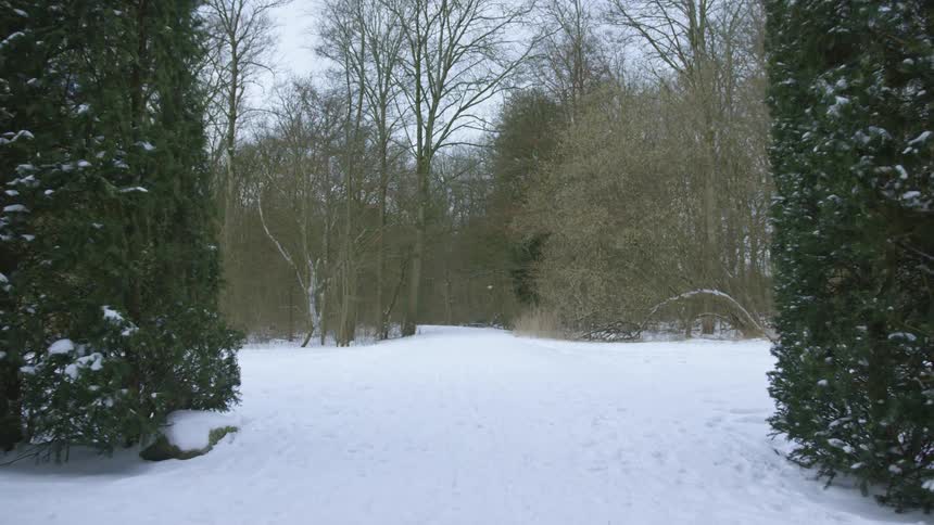A clearing in a snowy woodland during the day