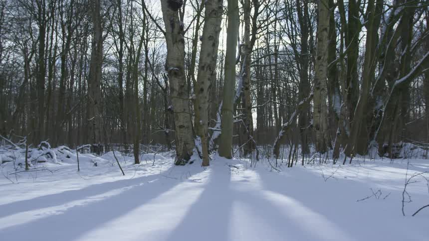 Trees in a forest are displayed in winter