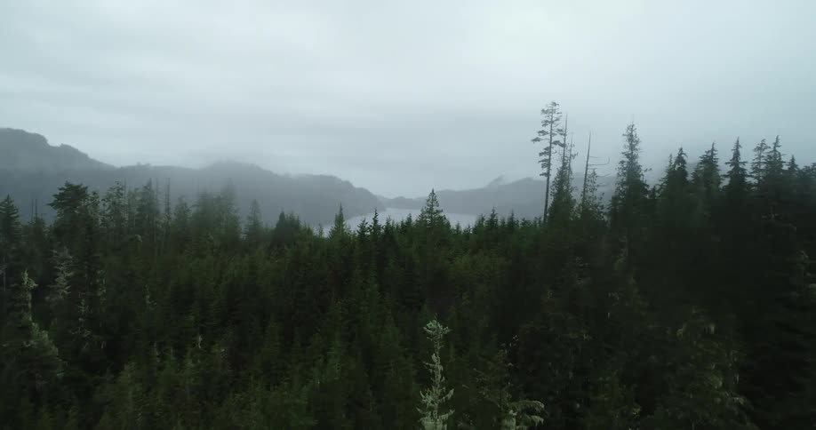 Lush trees fill a forest that looms over a lake near a mountain range