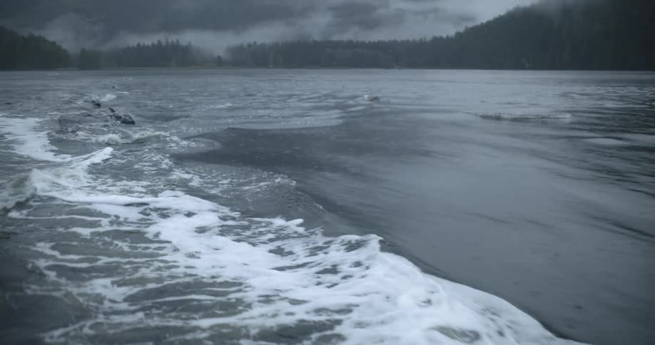 Dolphins swimming in a lake with trees the sky and clouds in the background