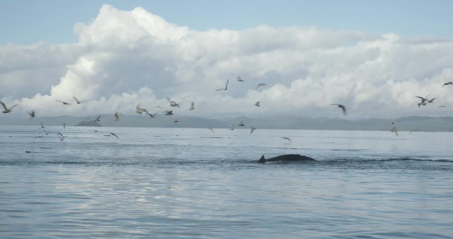 Seagulls flying over a lake with a porpoise swimming under a cloudy sky