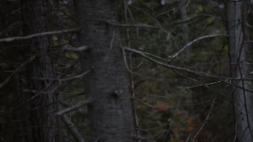 Looking through a heavily wooded area