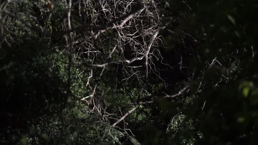 Branches from trees are seen at night
