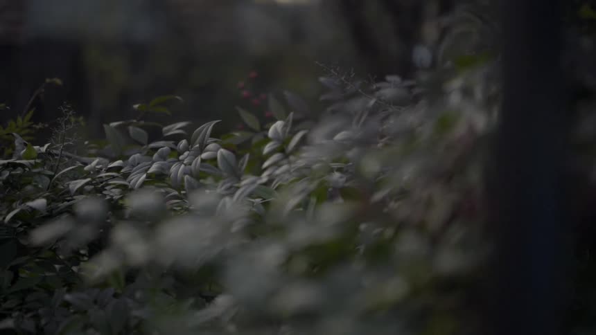 Leaves rustling in a breeze