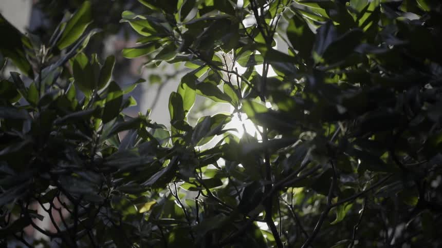 Sunlight shines through leaves