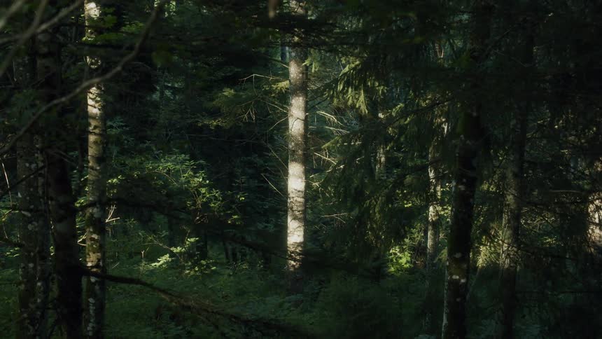 Sunlight on trees in a forest