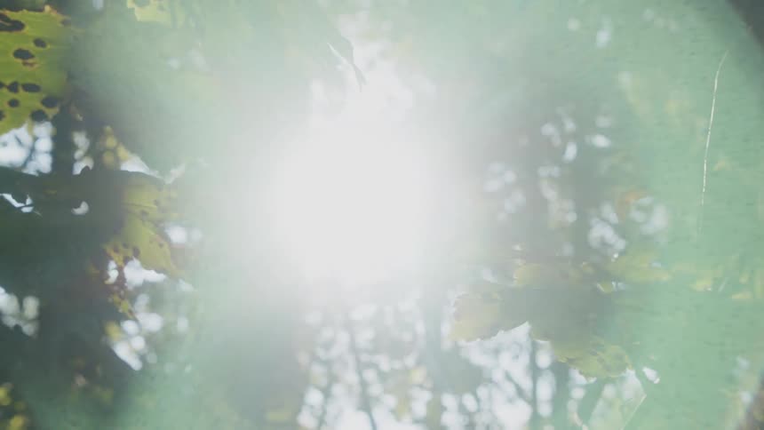 Sunlight filtering through the leafs on the forest canopy