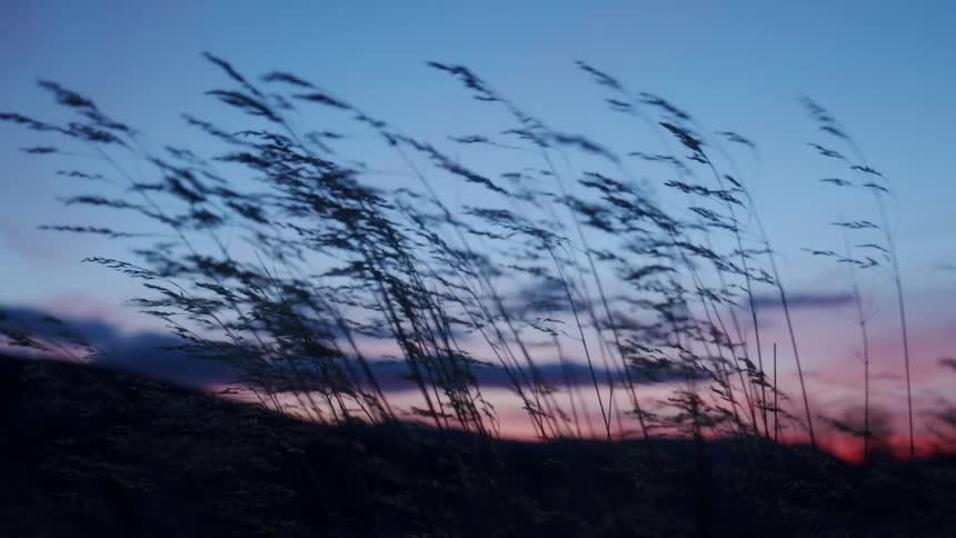 Tall stalks of grass vibrate in the wind at sunset