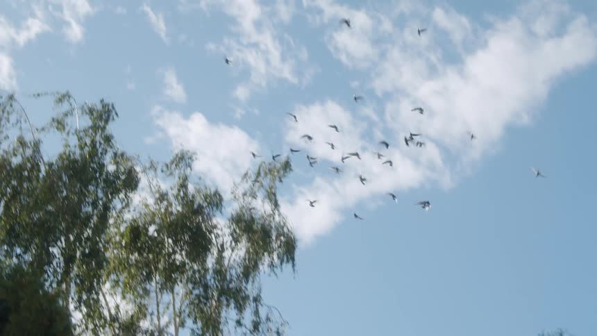 A flock of pigeons flying over the trees in a clear day
