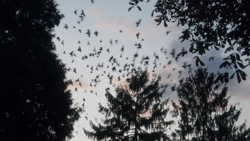 A flock of birds flying over silhouetted trees at sunset