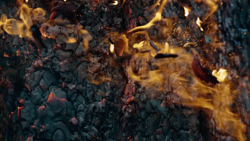Tree stump on fire
