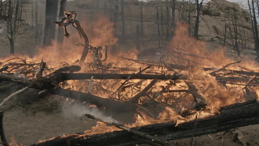 Big bonfire in burnt forest.