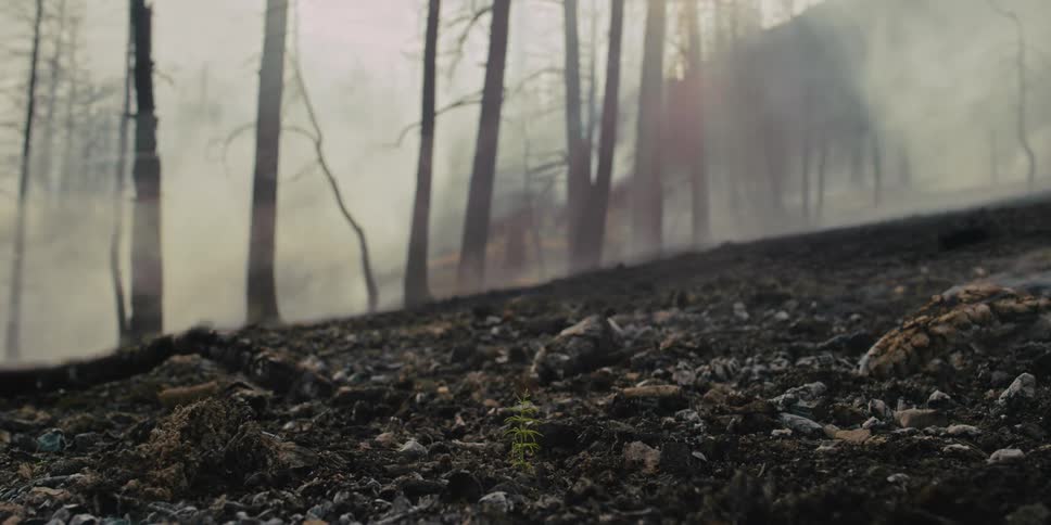 Mountain biker riding through recently burnt forest.