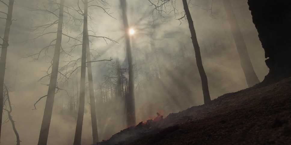 Sun shines through smoke filled forest as fire burns