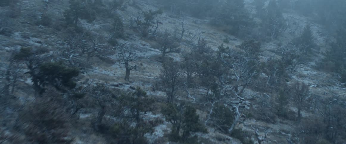 Snow falling on snow covered trees in forest