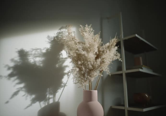 Indoor plant sitting against wall