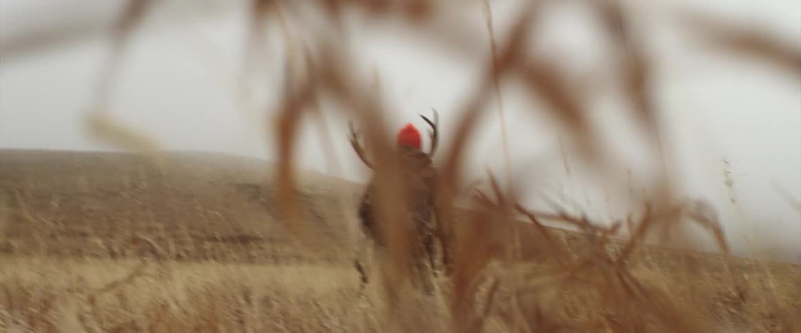 A man hunting walks through a field with horns strapped on his back