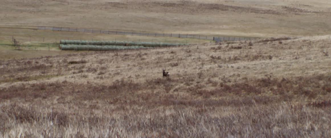 A deer happily prancing in the distance on a field in the country